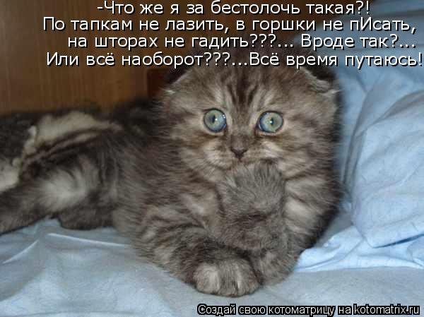 -Что же я за бестолочь такая?! По тапкам не лазить, в горшки не пИсать, на шторах не гадить???... Вро... Котоматрица: -Что же я за бестолочь такая?! По тапкам не лазить, в горшки не пИсать, на шторах не гадить???... Вроде так?... Или всё наоборот???...Всё время путаюс