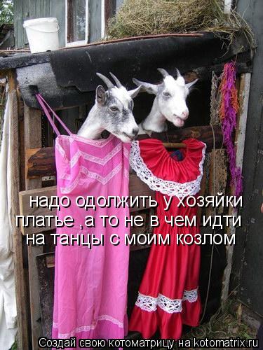 надо одолжить у хозяйки платье ,а то не в чем идти на танцы с моим козлом... Котоматрица: надо одолжить у хозяйки платье ,а то не в чем идти на танцы с моим козлом
