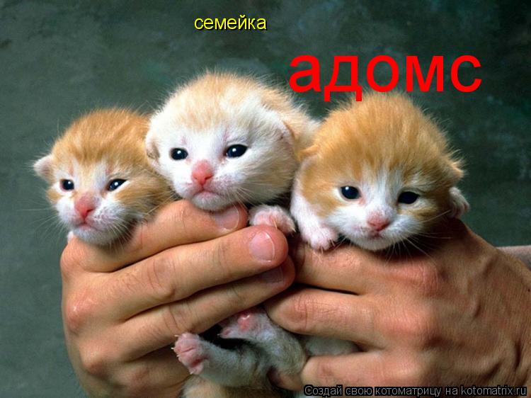 Котоматрица: семейка адомс