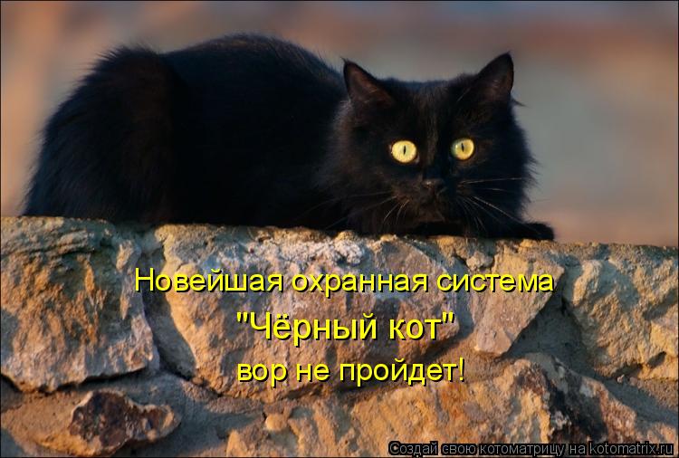 Котоматрица: Новейшая охранная система  "Чёрный кот" вор не пройдет!