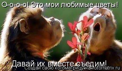 О-о-о-о! Это мои любимые цветы! Давай их вместе съедим!... Котоматрица: О-о-о-о! Это мои любимые цветы! Давай их вместе съедим!