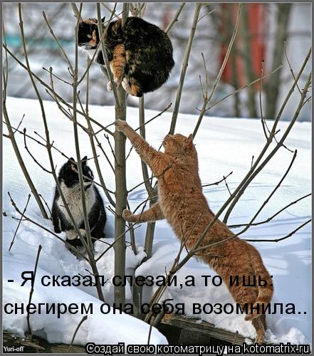 Котоматрица: - Я сказал слезай,а то ишь: снегирем она себя возомнила..