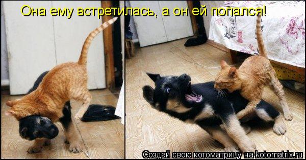 Она ему встретилась, а он ей попался!... Котоматрица: Она ему встретилась, а он ей попался!