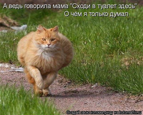 А ведь говорила мама "Сходи в туалет здесь" О чём я только думал... Котоматрица: А ведь говорила мама "Сходи в туалет здесь" О чём я только думал