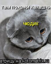 Котоматрица: там похожи какашки чюдик