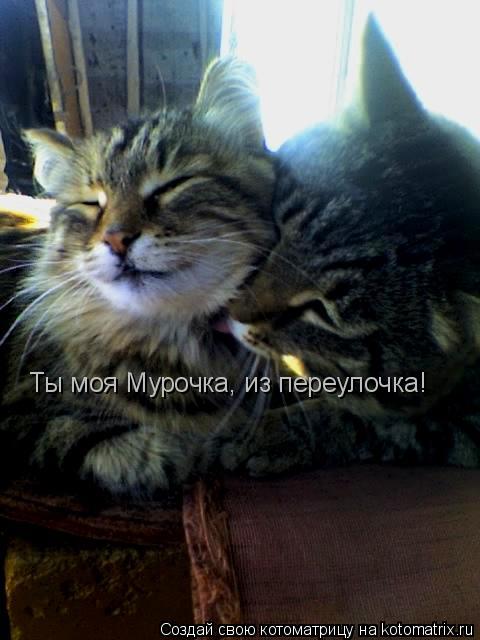 Котоматрица: Ты моя Мурочка, из переулочка!