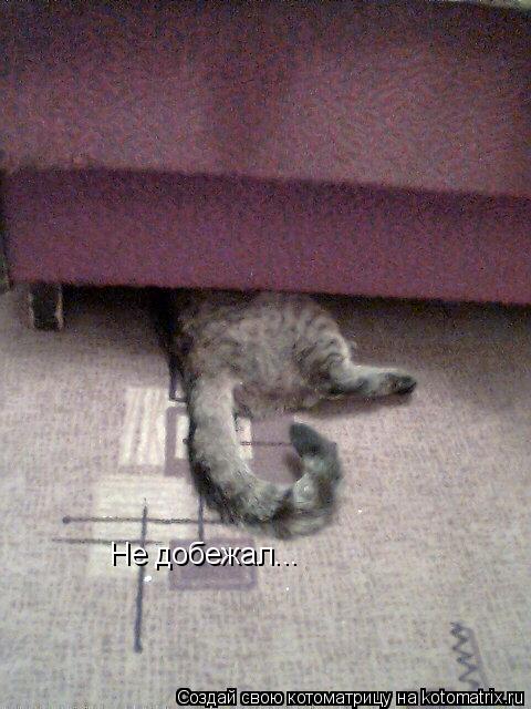 Котоматрица: Не добежал...