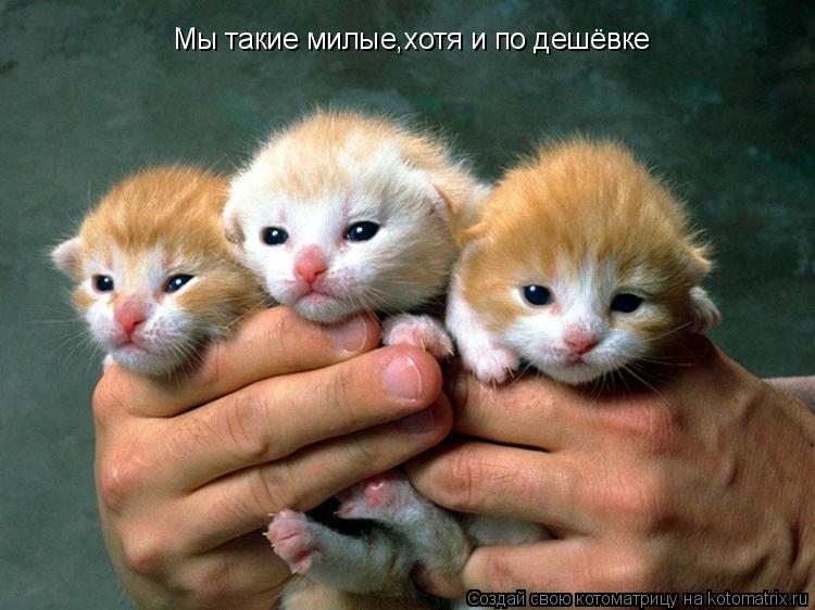 Котоматрица: Мы такие милые,хотя и по дешёвке
