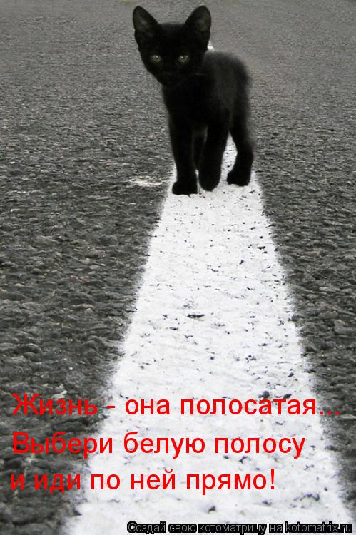 Котоматрица: и иди по ней прямо! Жизнь - она полосатая... Выбери белую полосу