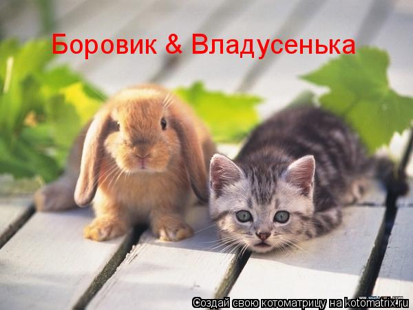 Котоматрица: Боровик & Владусенька