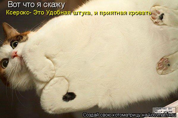 Котоматрица: Вот что я скажу Ксерокс- Это Удобная штука, и приятная кровать