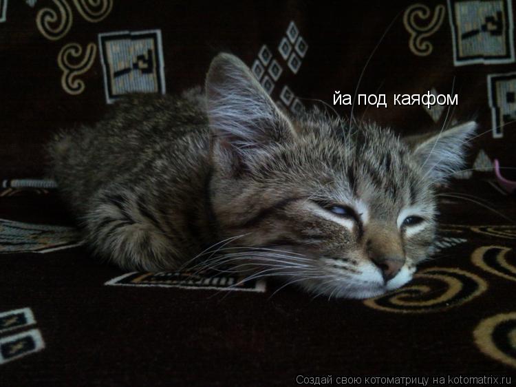 Котоматрица: йа под каяфом