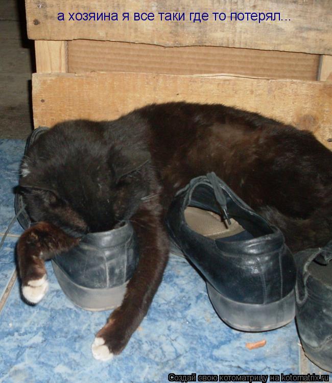 а хозяина я все таки где то потерял...... Котоматрица: а хозяина я все таки где то потерял...