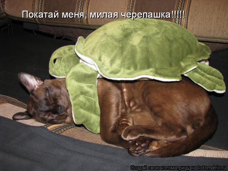 Покатай меня, милая черепашка!!!!!... Котоматрица: Покатай меня, милая черепашка!!!!!