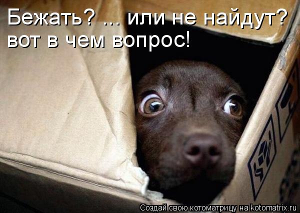 Бежать? ... или не найдут? вот в чем вопрос! вот в чем вопрос!... Котоматрица: Бежать? ... или не найдут? вот в чем вопрос! вот в чем вопрос!