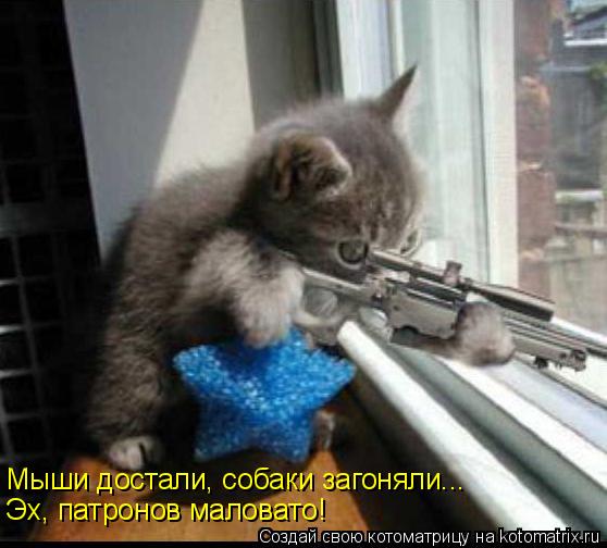 Котоматрица: Мыши достали, собаки загоняли... Эх, патронов маловато!