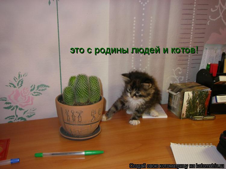 Котоматрица: это с родины людей и котов!