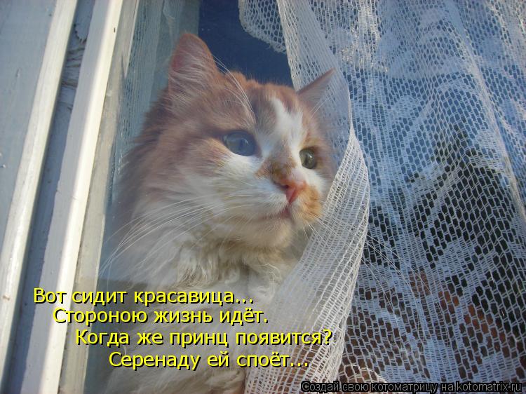 Вот сидит красавица... Стороною жизнь идёт. Когда же принц появится? Серенаду ей споёт...... Котоматрица: Вот сидит красавица... Стороною жизнь идёт. Когда же принц появится? Серенаду ей споёт...