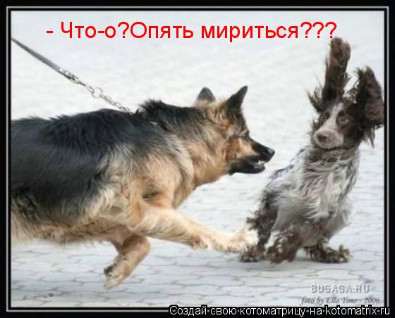 - Что-о?Опять мириться???... Котоматрица: - Что-о?Опять мириться???