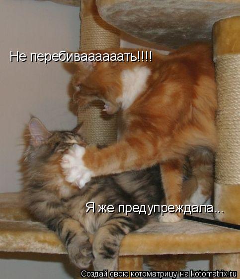 Котоматрица: Не перебиваааааать!!!! Я же предупреждала...
