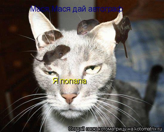 Котоматрица: Мася,Мася дай автограф Я попала
