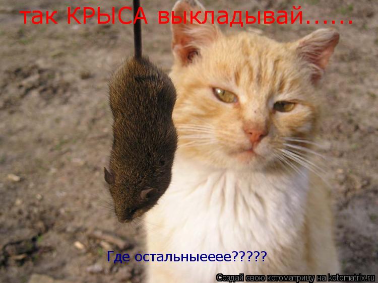 так КРЫСА выкладывай...... Где остальныееее?????... Котоматрица: так КРЫСА выкладывай...... Где остальныееее?????