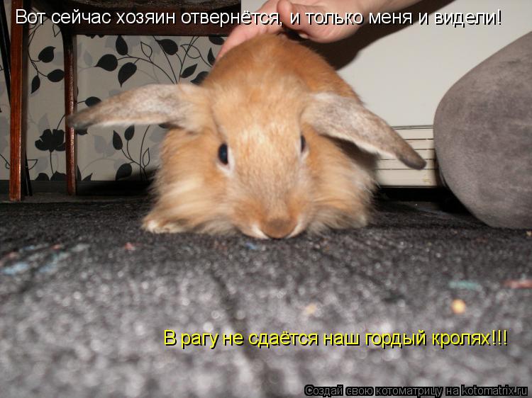 Котоматрица: В рагу не сдаётся наш гордый кролях!!! Вот сейчас хозяин отвернётся, и только меня и видели!