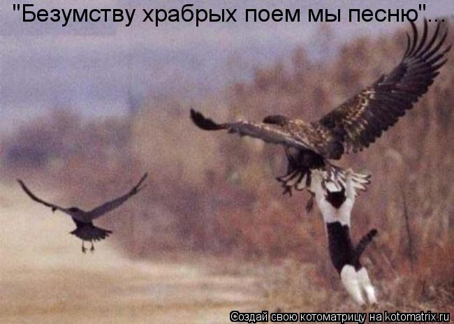 Котоматрица: "Безумству храбрых поем мы песню"...