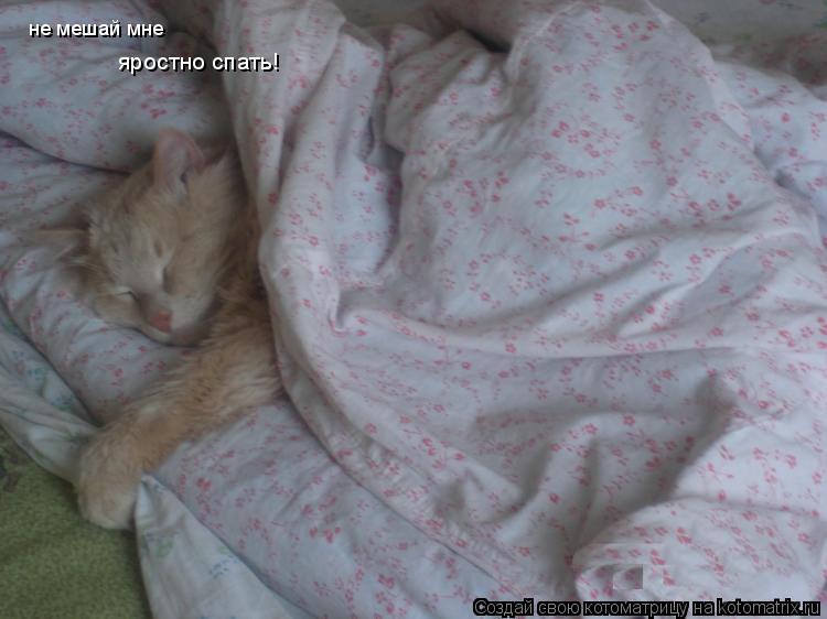 Котоматрица: не мешай мне яростно спать!