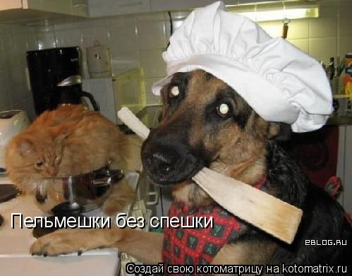 Пельмешки без спешки... Котоматрица: Пельмешки без спешки