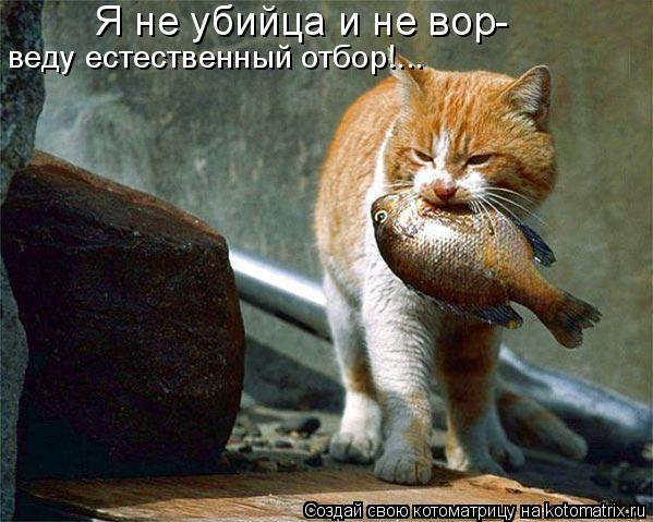 Котоматрица: Я не убийца и не вор- веду естественный отбор!...