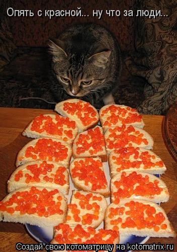 Опять с красной... ну что за люди...... Котоматрица: Опять с красной... ну что за люди...