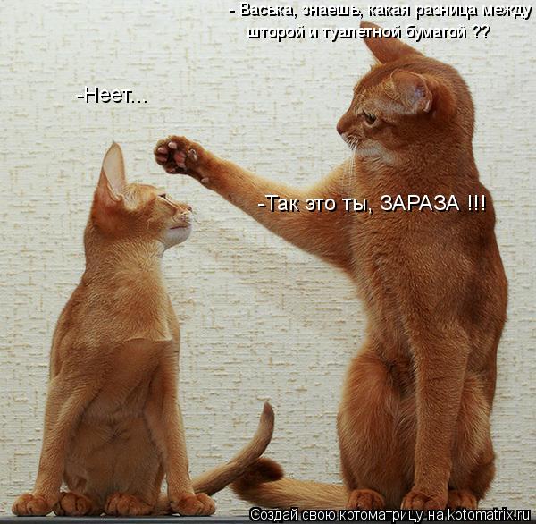 Котоматрица: - Васька, знаешь, какая разница между  шторой и туалетной бумагой ??  -Неет... -Так это ты, ЗАРАЗА !!!