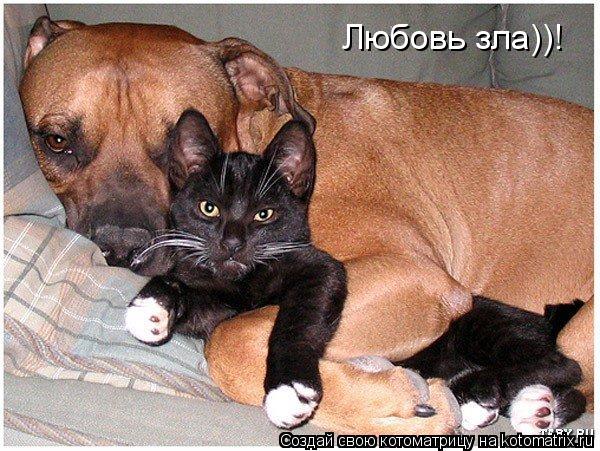 Любовь зла))!... Котоматрица: Любовь зла))!
