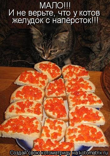 МАЛО!!! И не верьте, что у котов желудок с напёрсток!!!... Котоматрица: МАЛО!!! И не верьте, что у котов желудок с напёрсток!!!