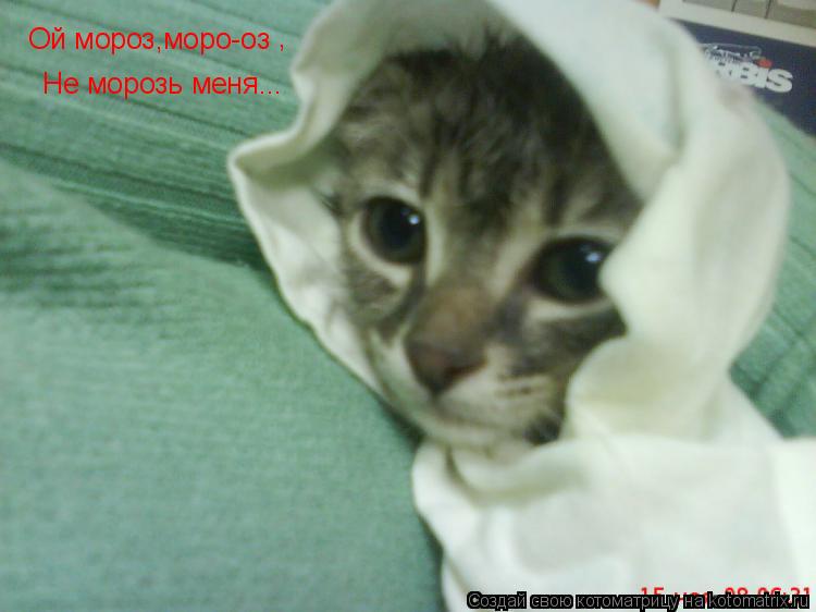Котоматрица: Ой мороз,моро-оз  ,  Не морозь меня...