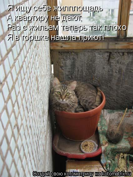 Я ищу себе жилплощадь А квартиру не дают, А квартиру не дают, Раз с жильем теперь так плохо Я в горшк... Котоматрица: Я ищу себе жилплощадь А квартиру не дают, А квартиру не дают, Раз с жильем теперь так плохо Я в горшке нашла приют!