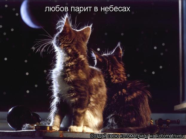любов парит в небесах... Котоматрица: любов парит в небесах