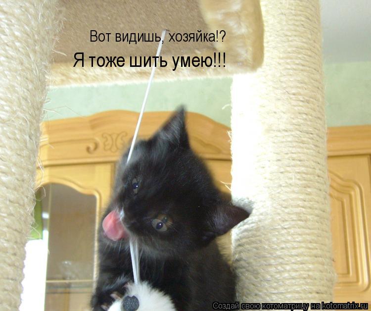 Вот видишь, хозяйка!? Я тоже шить умею!!!... Котоматрица: Вот видишь, хозяйка!? Я тоже шить умею!!!