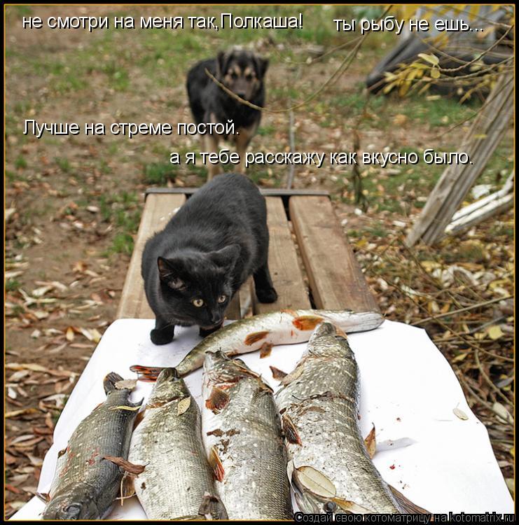 Котоматрица: не смотри на меня так,Полкаша! ты рыбу не ешь... Лучше на стреме постой.  а я тебе расскажу как вкусно было.