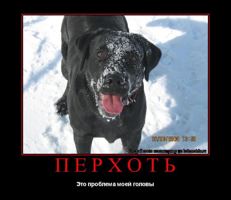 Перхоть Это проблема моей головы... Котоматрица: Перхоть Это проблема моей головы