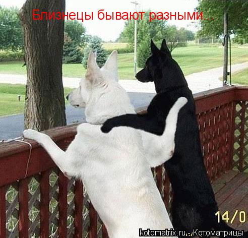 Близнецы бывают разными...... Котоматрица: Близнецы бывают разными...