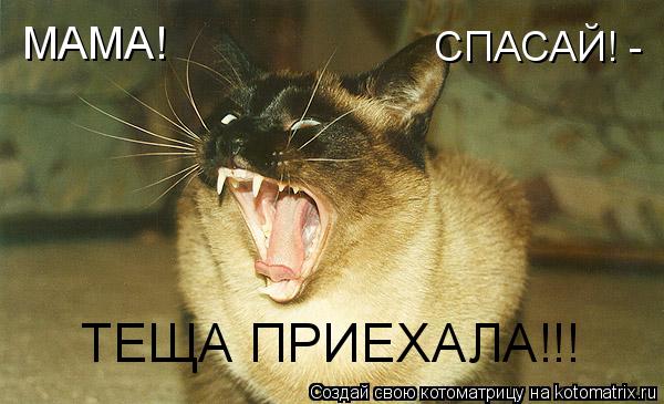 МАМА! СПАСАЙ! - ТЕЩА ПРИЕХАЛА!!!... Котоматрица: МАМА! СПАСАЙ! - ТЕЩА ПРИЕХАЛА!!!