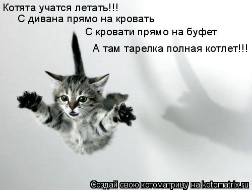 Котоматрица: Котята учатся летать!!! С дивана прямо на кровать С кровати прямо на буфет А там тарелка полная котлет!!!