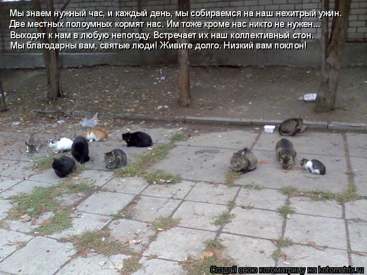 Мы знаем нужный час, и каждый день, мы собираемся на наш нехитрый ужин. Две местных полоумных кормят ... Котоматрица: Мы знаем нужный час, и каждый день, мы собираемся на наш нехитрый ужин. Две местных полоумных кормят нас. Им тоже кроме нас никто не нужен... В