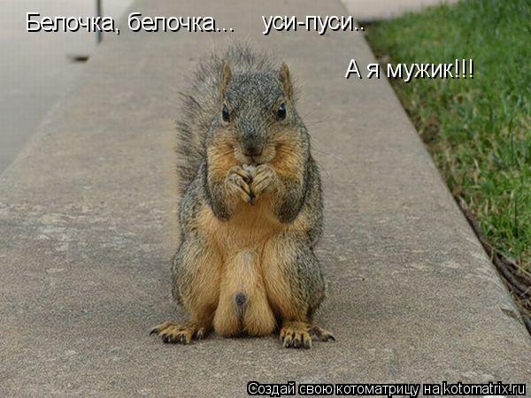 Белочка, белочка... уси-пуси.. А я мужик!!!... Котоматрица: Белочка, белочка... уси-пуси.. А я мужик!!!