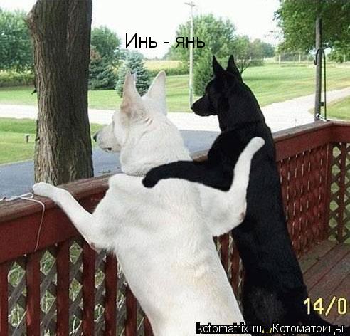 Инь - янь... Котоматрица: Инь - янь