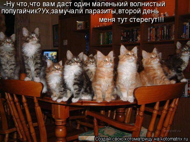 Котоматрица: -Ну что,что вам даст один маленький волнистый попугайчик?Ух,замучали паразиты,второй день меня тут стерегут!!!