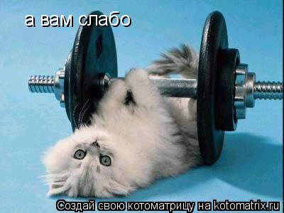 а вам слабо... Котоматрица: а вам слабо