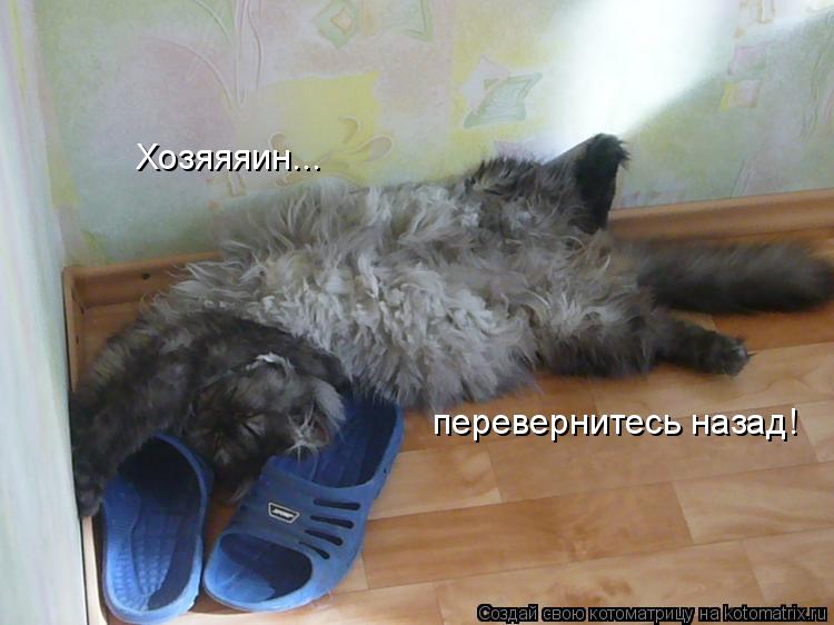 Котоматрица: Хозяяяин... перевернитесь назад!